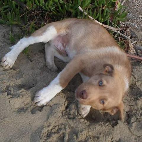 Am Strand  - (Welpen, Rasse, Mischling)