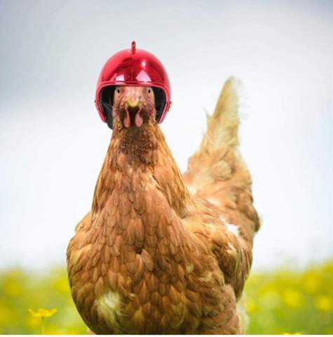 Helme für Hühner ernsthaft? Warum? (Tiere, Huhn, Helm)