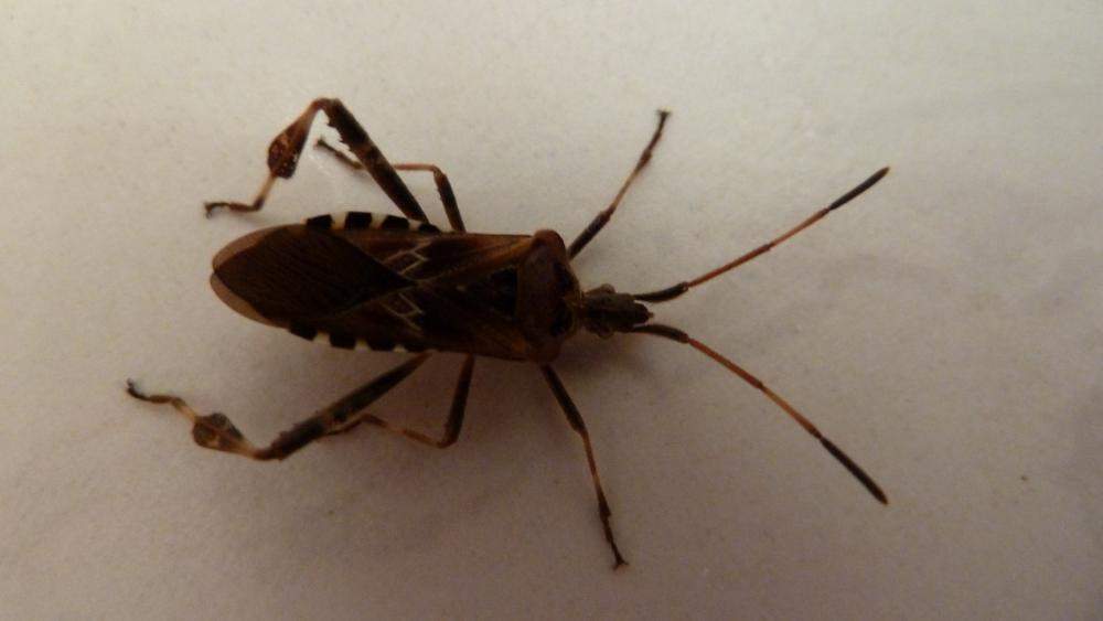 HELP.... PLAGE.....welcher Käfer das ist (Tiere)