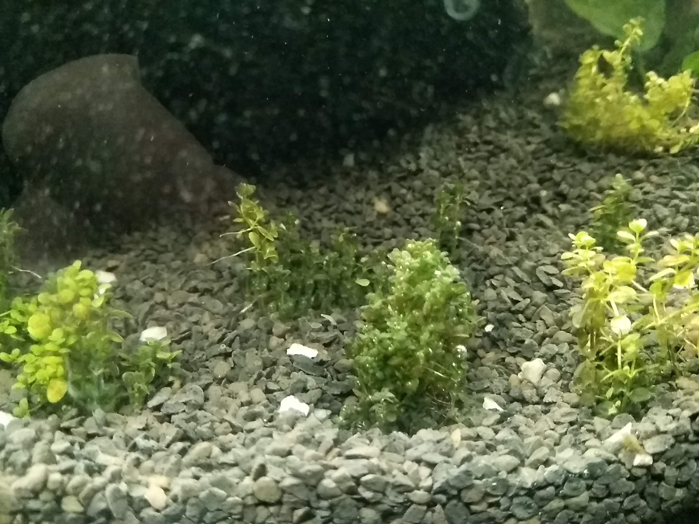 Hemianthus callitrichoides ging kaputt? (Pflanzen, Aquarium, Aquaristik)