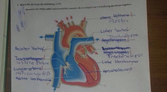 Herz Abbildung Beschriften Schule Korper Biologie Herz Abbildung Beschriften Schule Korper Biologie