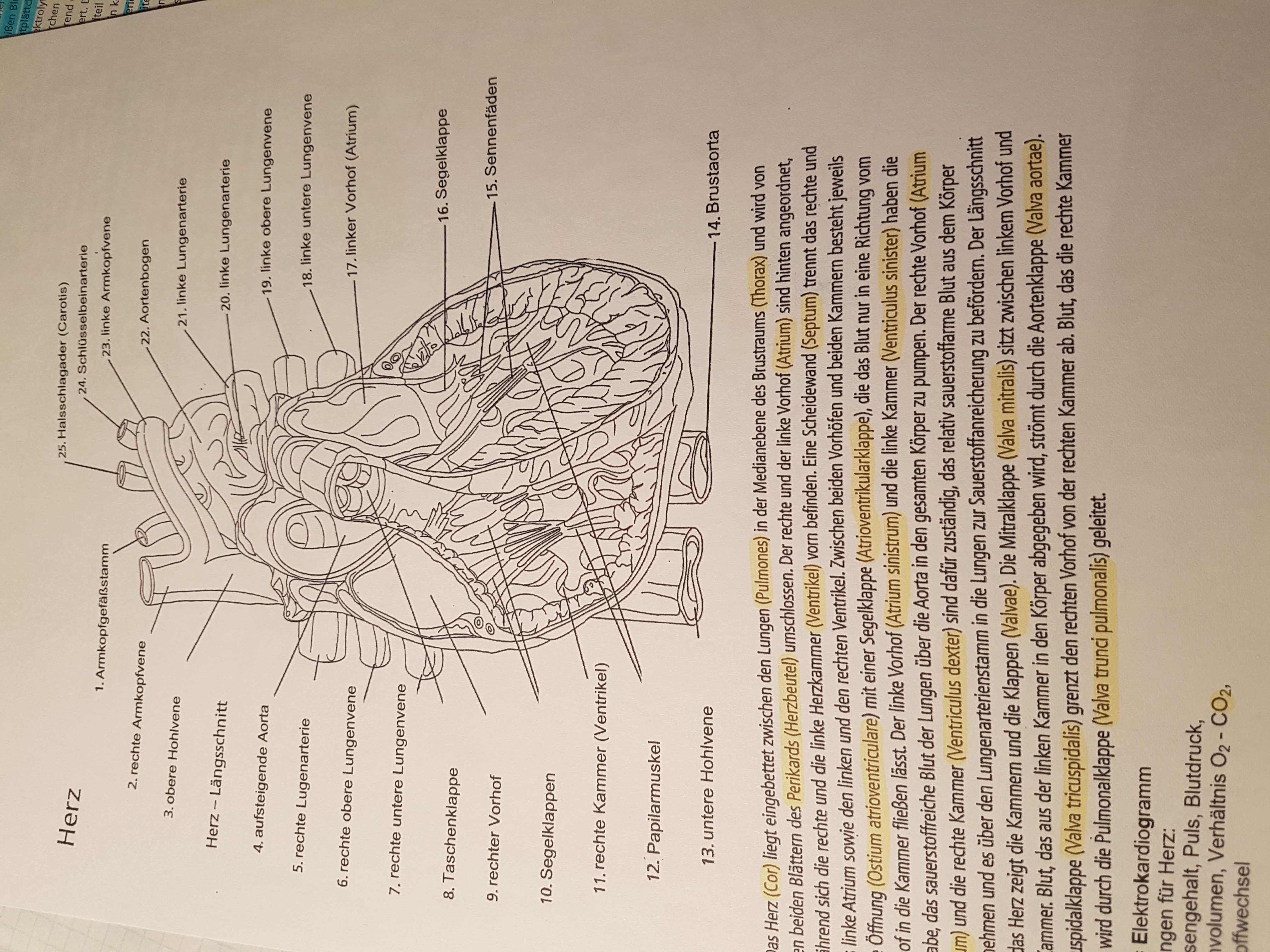 Herz Beschriftung? (Medizin, Biologie, kardiologie)