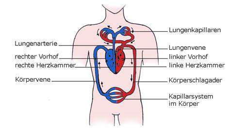Herz Kreislauf System Hilfe