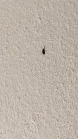 Hey, habe die eine Motte im Wohnzimmer entdeckt, sollte ich mir Sorgen machen?
