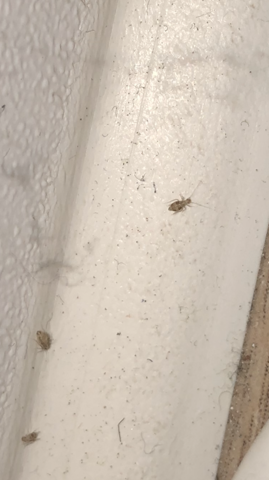 Hey Habe Hier Ein Paar Tiere In Meinem Zimmer An Meiner Wand Neben