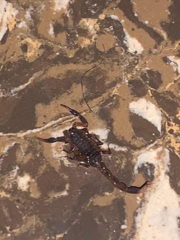 Hey ist dieser scorpion giftig und was für einer ist das?