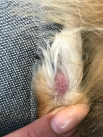 hey leute was ist das an ihrer pfote konnt ihr mir das sagen tiere hund