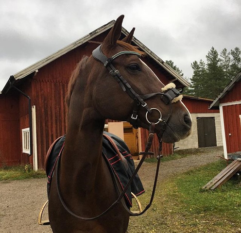 Wie heißt dieses Reithalfter??🤔 - (reiten, Reithalfter)