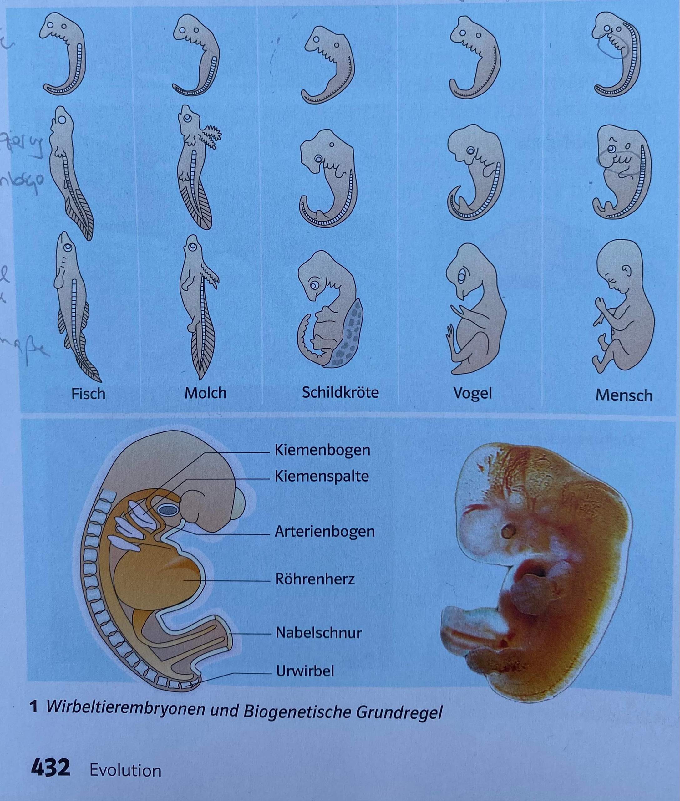 Hey, wir haben die Grundregel nach Haeckel uns angeguckt