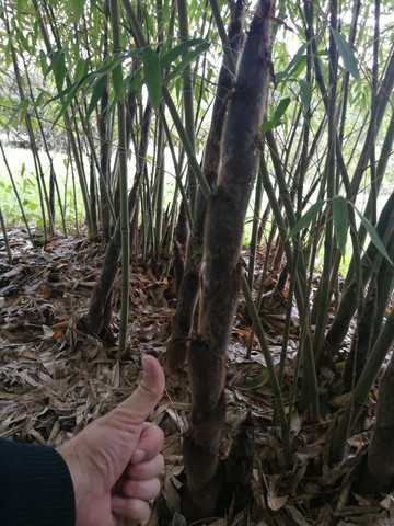 Hey wollt fragen wie ihr mein Bambus Nachwuchs so findet da kommen jeden Tag neue wieder raus und werden immer breiten :)))?