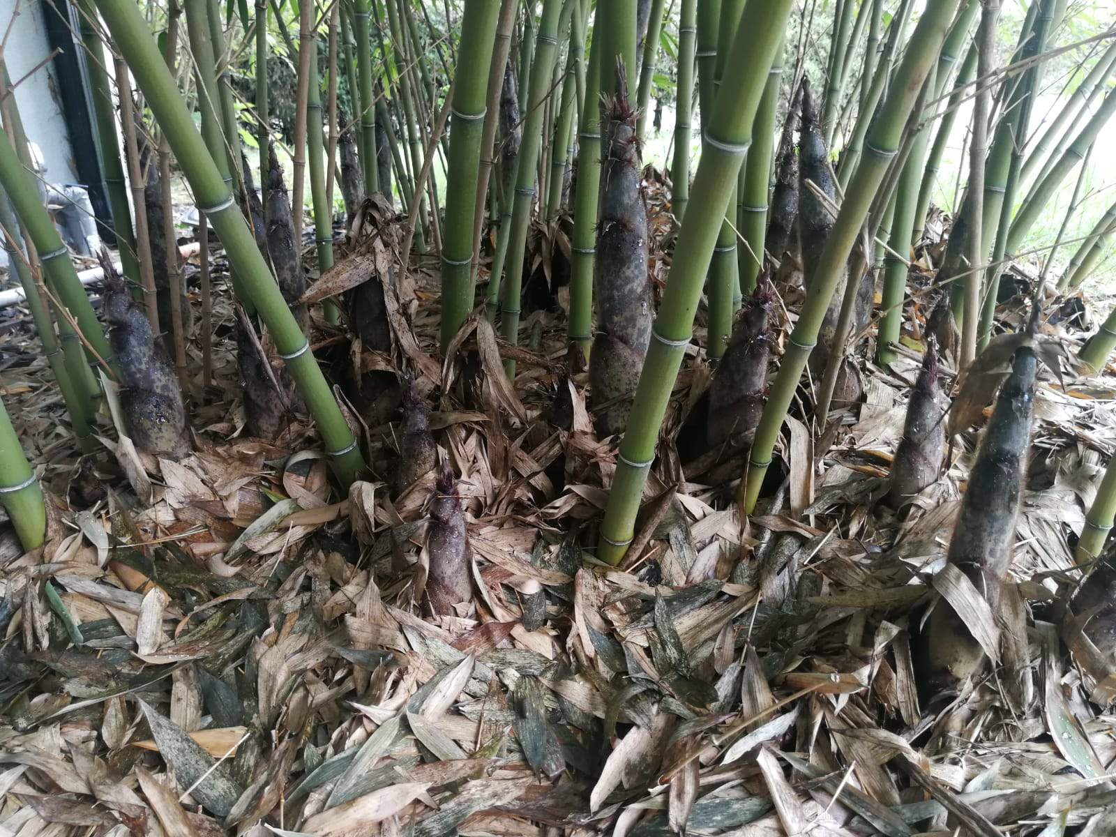 Hey wollt fragen wie ihr mein Bambus Nachwuchs so findet da kommen jeden Tag neue wieder raus Hey wollt fragen wie ihr mein Bambus Nachwuchs so findet da kommen jeden Tag neue wieder raus