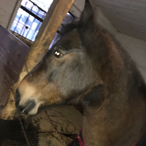 (Das am Hals ist nichts!) - (Pferde, Pony, Pferderassen)