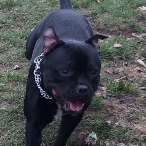 Django Staffbull - (Hund, staffbull)