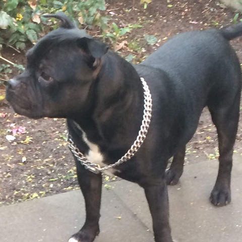 Django Staffbull - (Hund, staffbull)