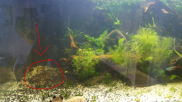 Hi ich hab ein Problem mit meinem Besatz in meinem 54l Aquarium.Alle