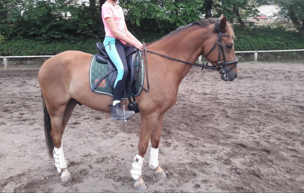 Hi. Ich hätte gerne ein eigenes Pferd. Ich bin 11 Jahre alt und mein