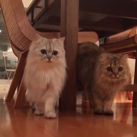 Hi Leute Könnt Ihr Mir Sagen Was Für Katzen Das Sind Also