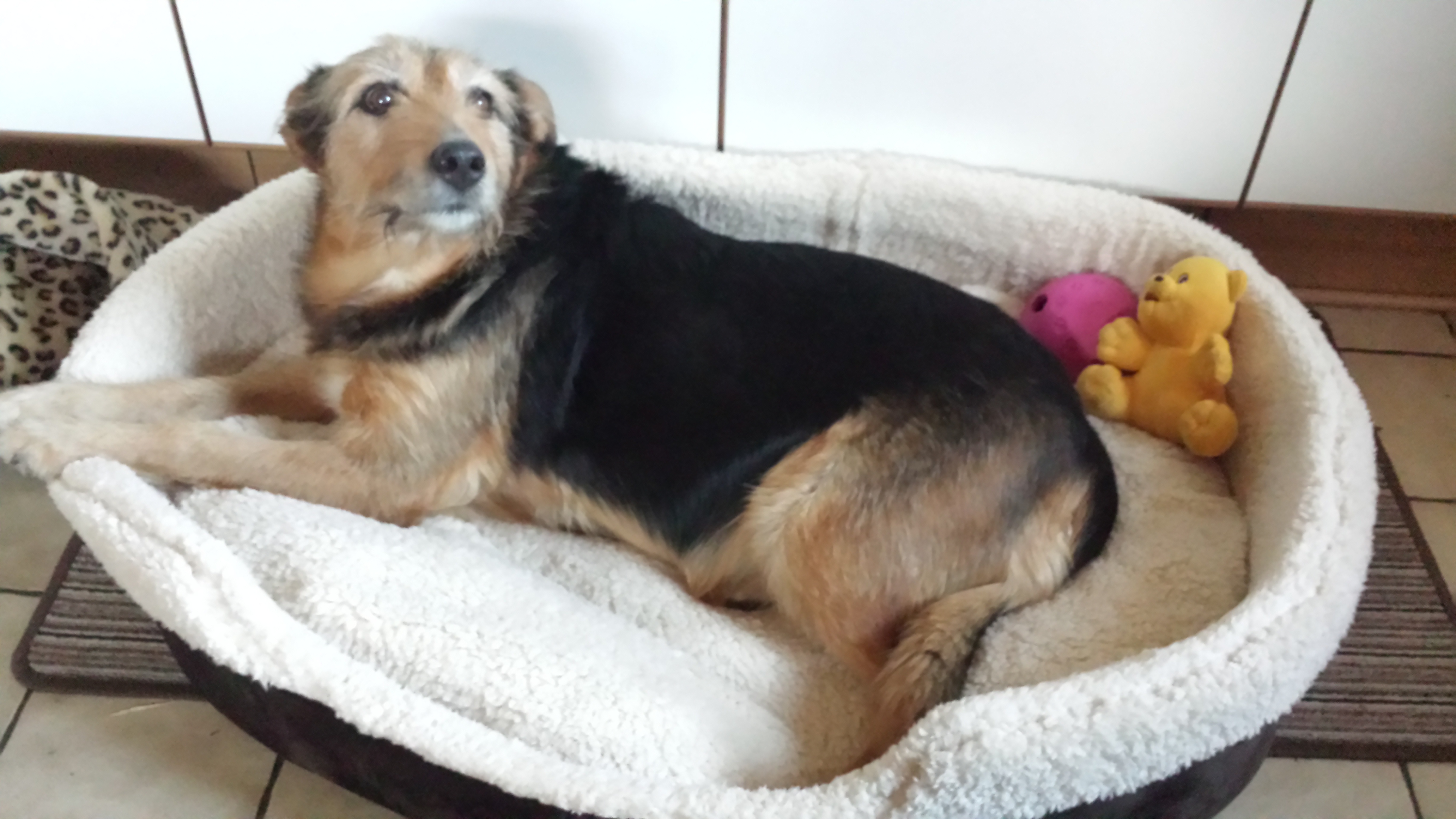 hi. Wie kann mein Hund schnell abnehmen?