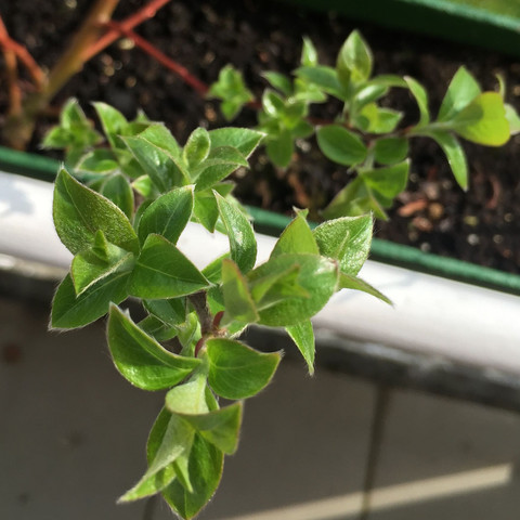 Viele kleine Blätter :-) - (Pflanzen, Baum, Balkon)