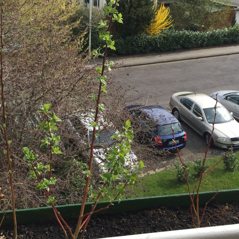 Schon ziemlich groß nach einem Jahr :) - (Pflanzen, Baum, Balkon)