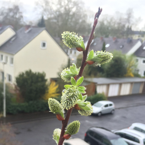 Hier noch die Knospen :) - (Pflanzen, Baum, Balkon)