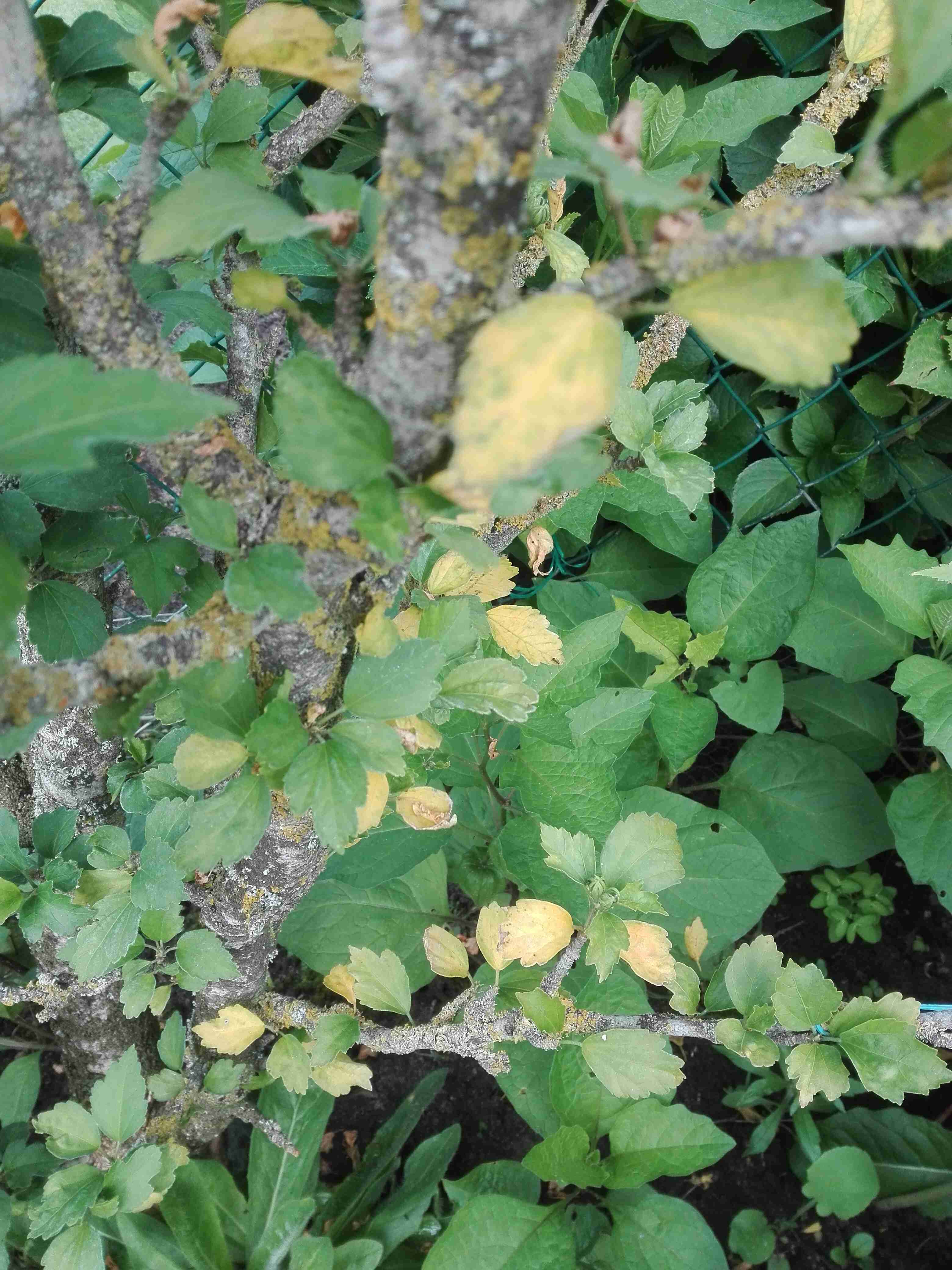 Hibiskus bekommt gelbe Blätter was tun? (Pflanzen, Garten)