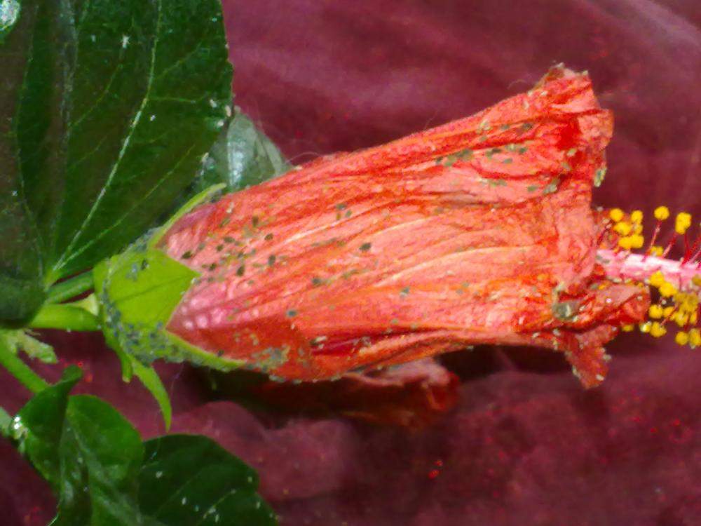 Hibiskus hat Läuse? Siehe Bilder (Pflanzenpflege)