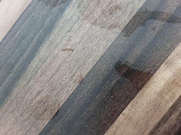 - (Fische, Aquarium, Aquaristik)