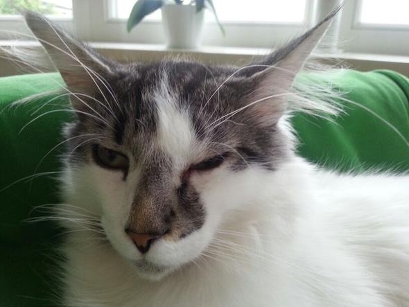 hiiillffee katze kratzt andere katze am ins auge was nun augen tierarzt augenverletzung