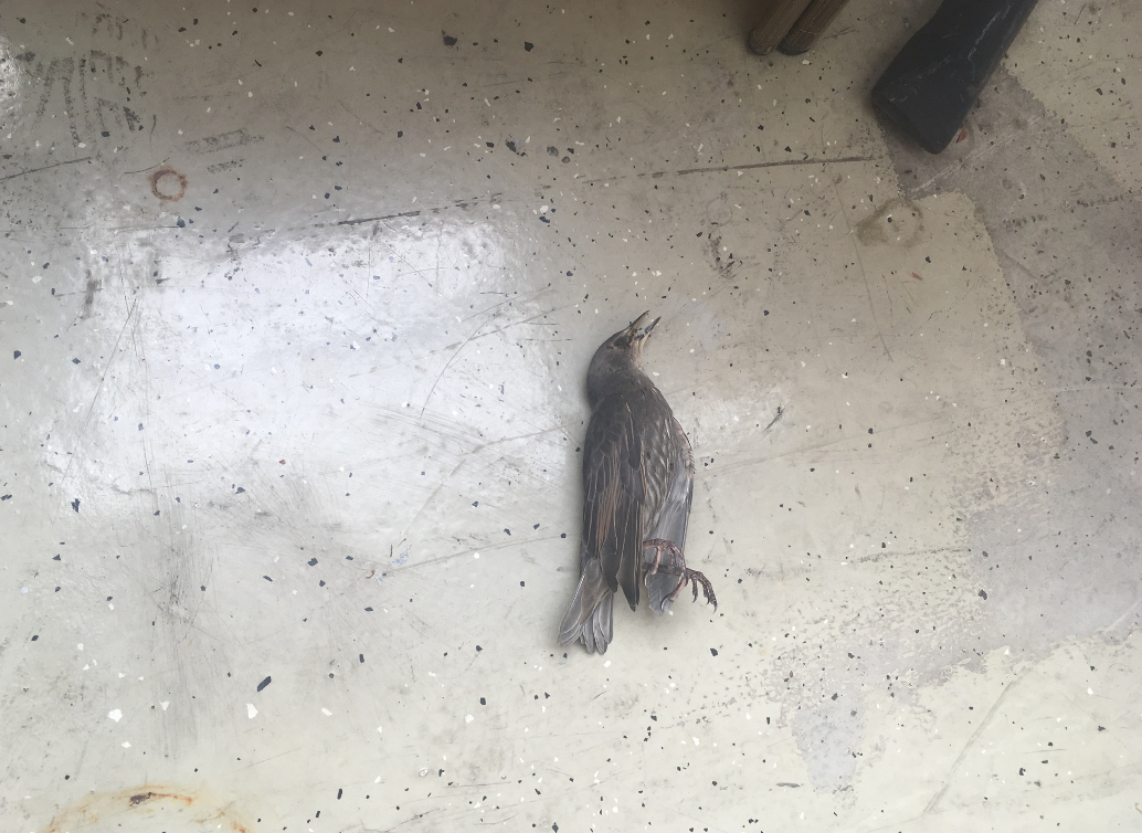 Hilfe ich hab einen toten Vogel auf dem Balkon, was soll ich damit