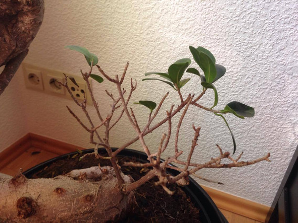 Ficus Ginseng Bonsai - Botanik Pflanzen - (Pflanzen, Blumen, Baum)