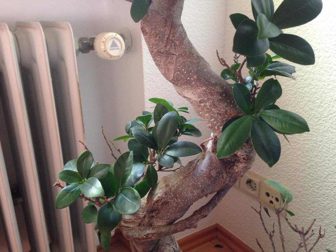 Hilfe mein Ficus Bonsai schwächelt!? (Pflanzen, Blumen