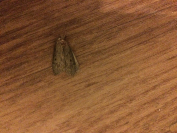 Hilfe Motten Im Schlafzimmer Insekten Schadlinge Ekel