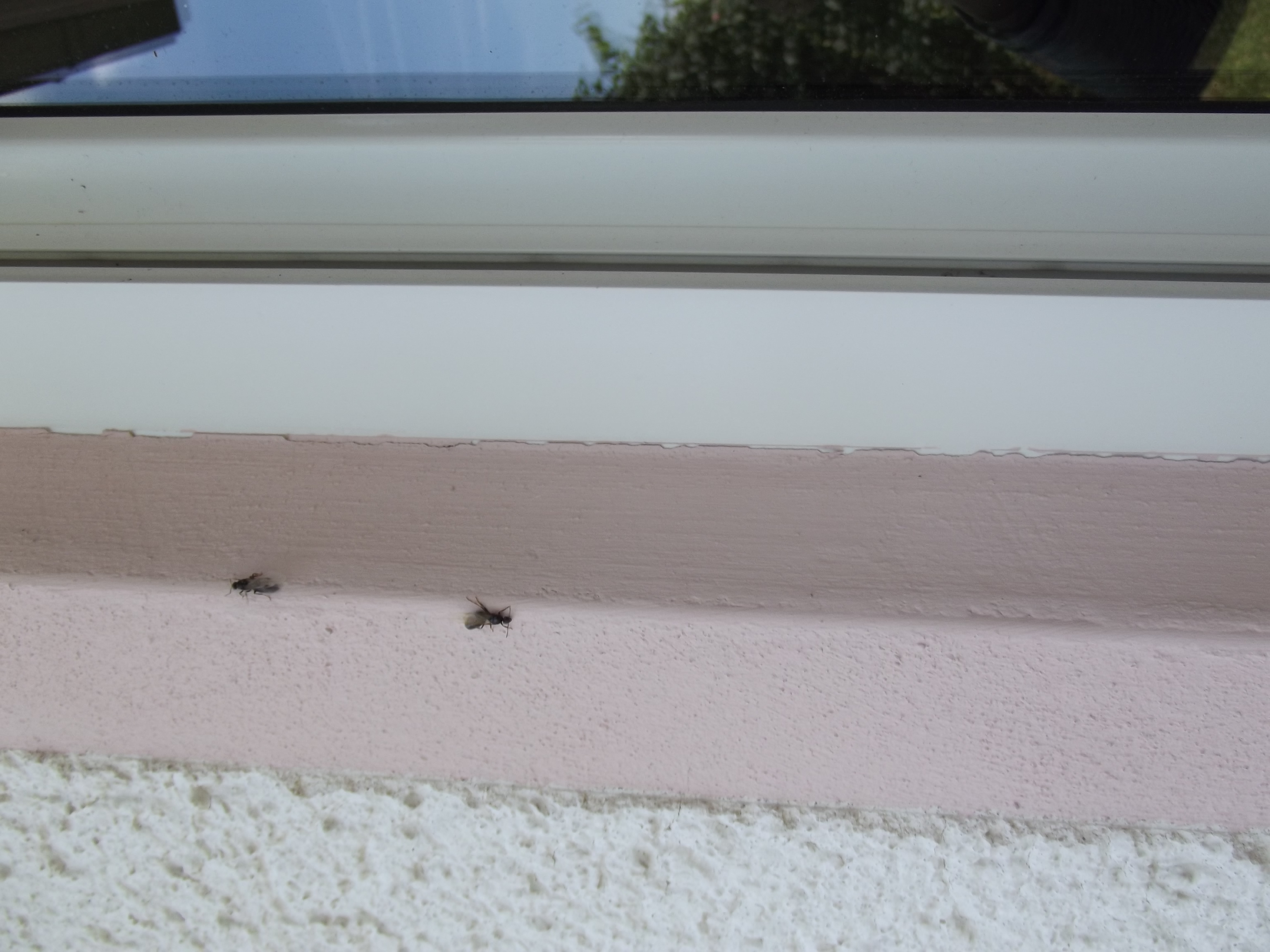 Hilfe Was Sind Das Fur Tiere Ameisen Kleine Wespen Was Kann