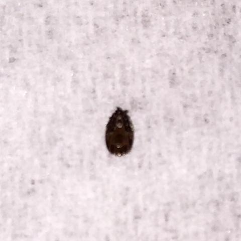 Hilfe Bettwanzen Oder Andere Tierchen In Meinem Bett Insekten