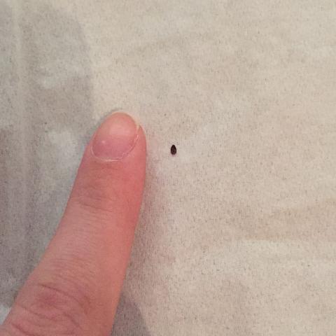 Hilfe Bettwanzen Oder Andere Tierchen In Meinem Bett Insekten