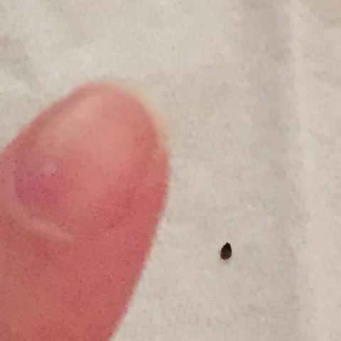 Hilfe Bettwanzen Oder Andere Tierchen In Meinem Bett Insekten