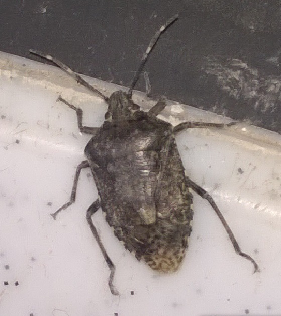 Hilfe .. Käfer im Haus