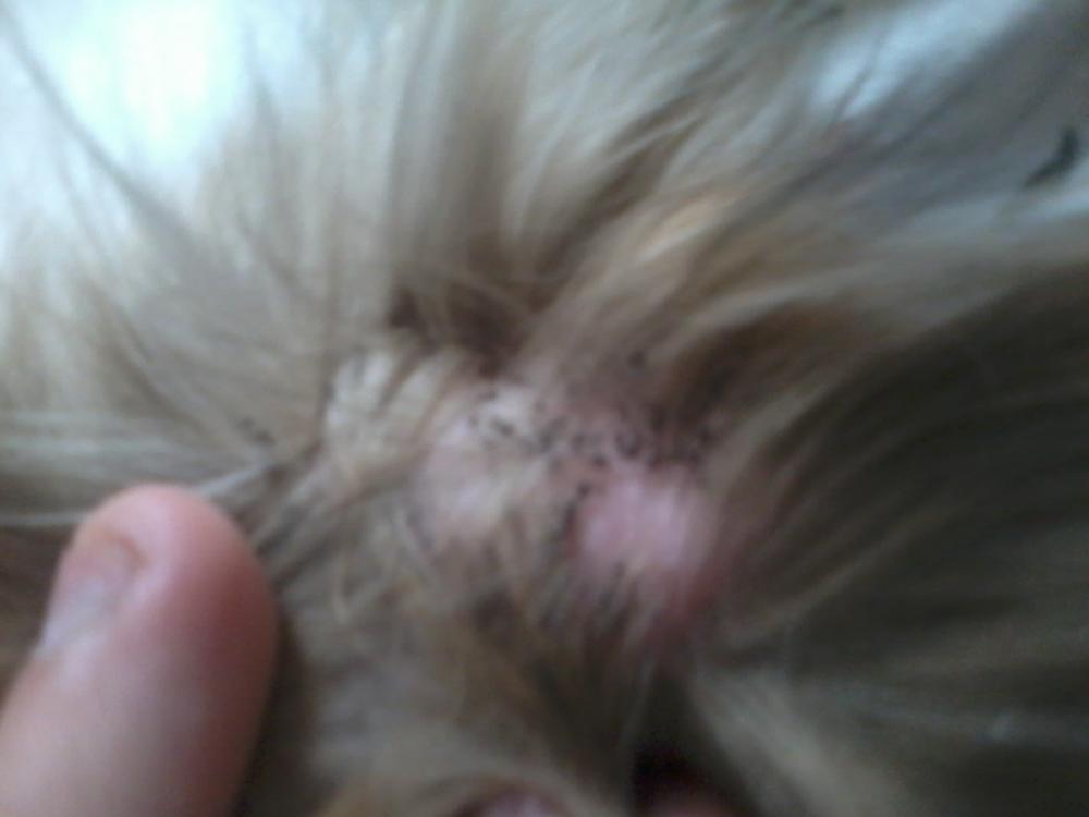HILFE ; Mein Chihuahua hat schwarze harte "Dinger"! (Hund, Fell)