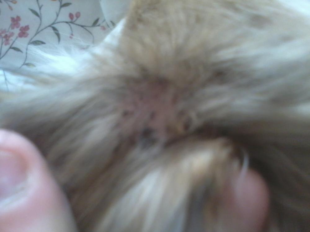HILFE ; Mein Chihuahua hat schwarze harte "Dinger"! (Hund, Fell)