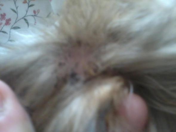 hilfe mein chihuahua hat schwarze harte dinger hund fell