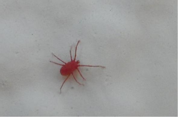 Hilfe Uberall Rote Milben Tiere Wohnung Gefahr