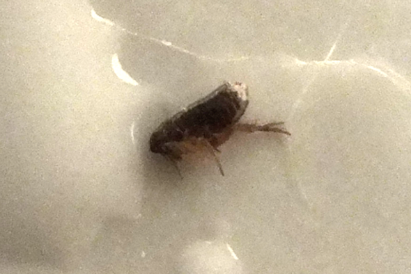 hilfe unser hund wimmelt plotzlich von ungeziefer was sollen wir machen flohe lause parasiten