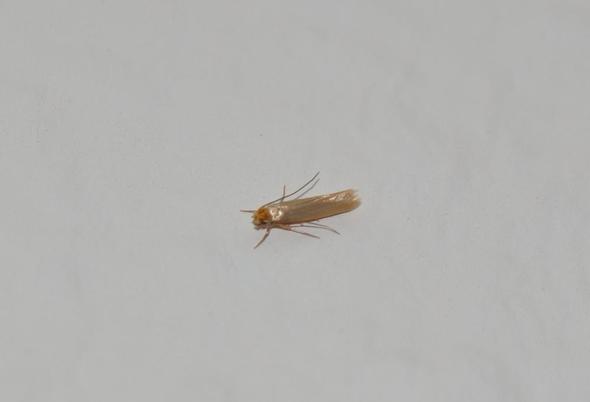 - (Tiere, Insekten, Käfer)