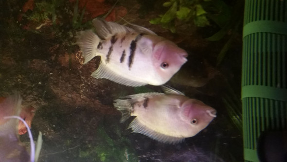 Einer von beiden - (Aquarium, Fisch bestimmen)