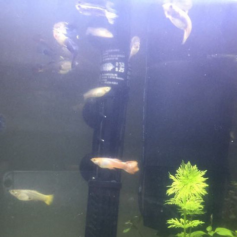 Hilfe 6 Meiner Fische Sind Gestorben Warum Tiere Aquarium