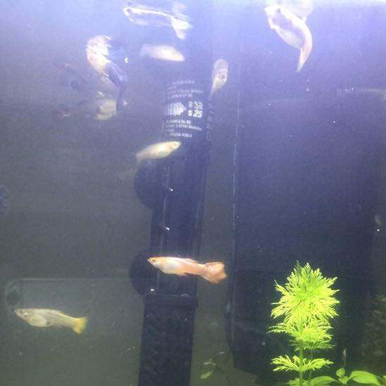 HILFE 6 meiner Fische sind gestorben WARUM? (Tiere, Aquarium)