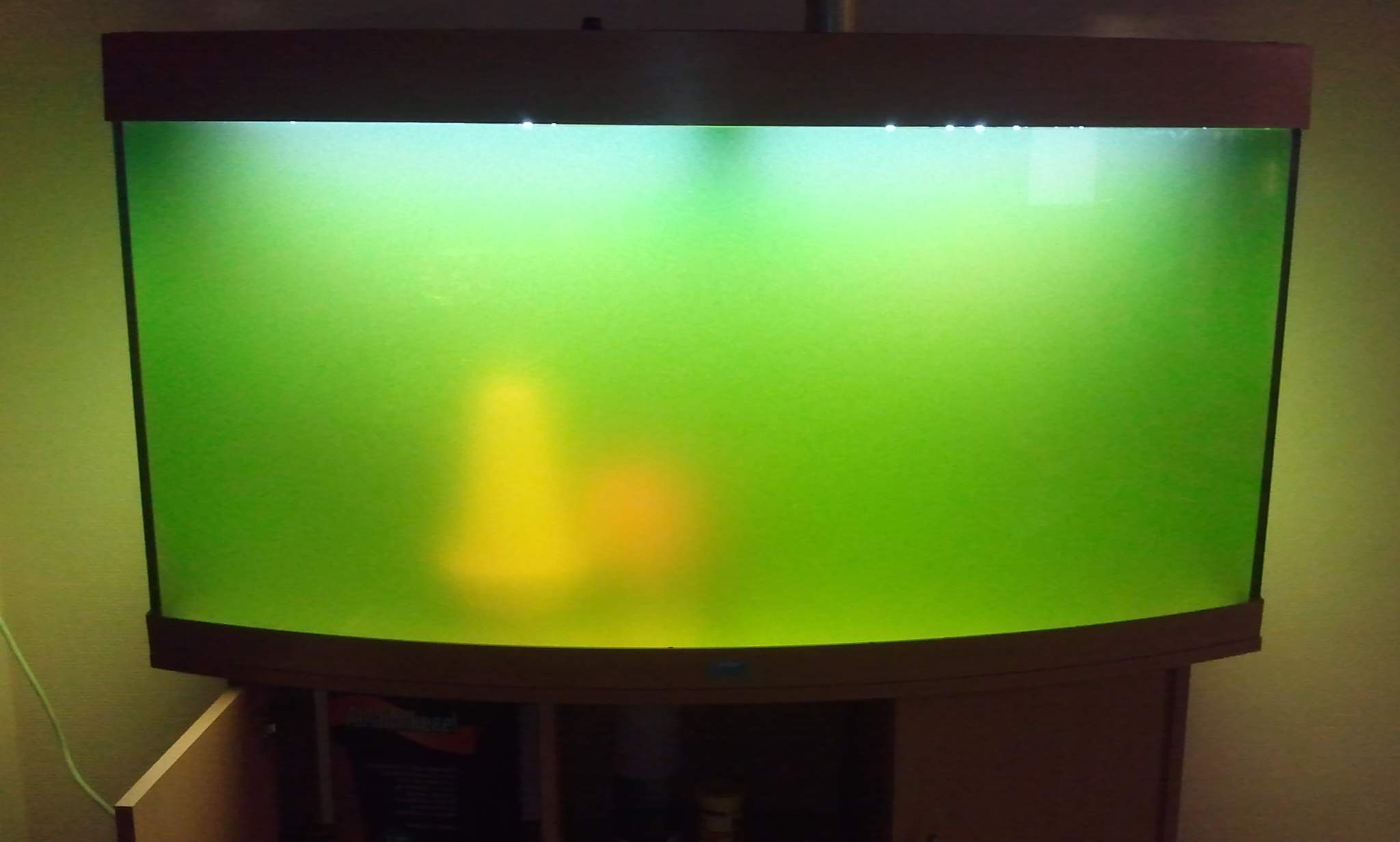 Warum ist das Wasser in meinem Aquarium grün? (Tiere, Haustiere, Fische)