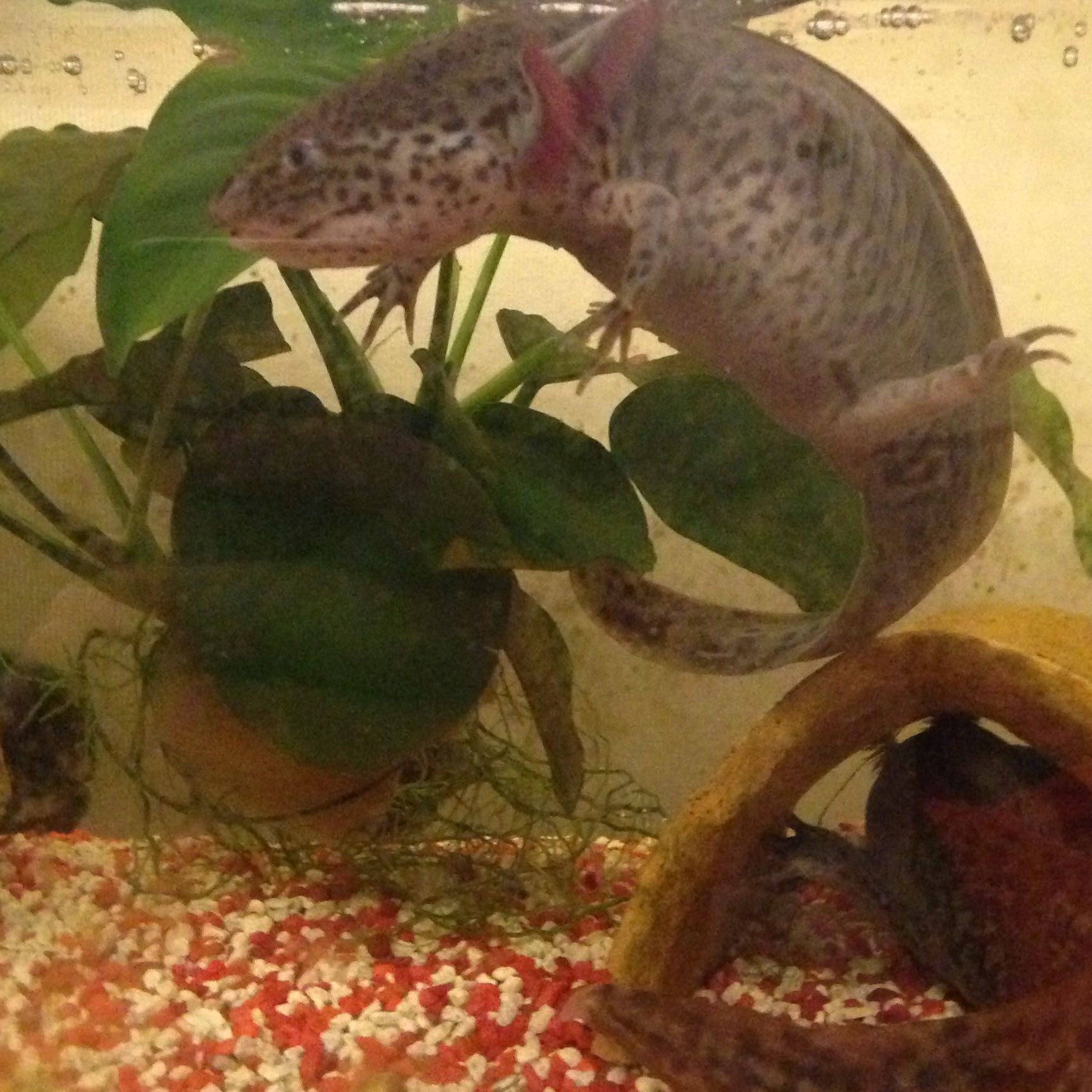 Hilfe! Axolotl schwimmt oben!? (Tiere, Aquarium, Aquaristik)