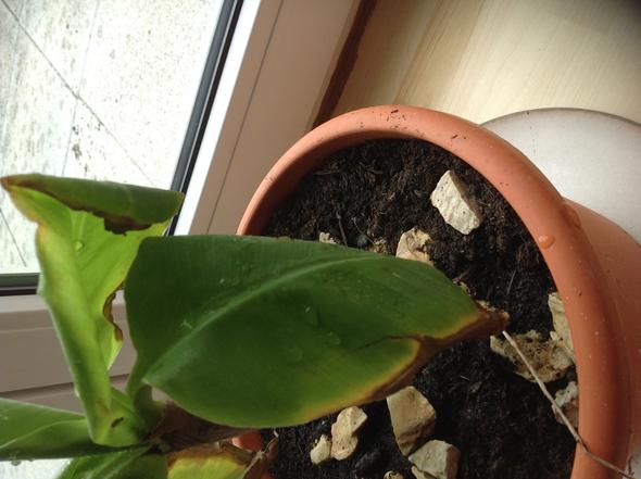 Hilfe Bananenstaude Geht Ein Bild Pflanzen Pflanzenpflege Banane